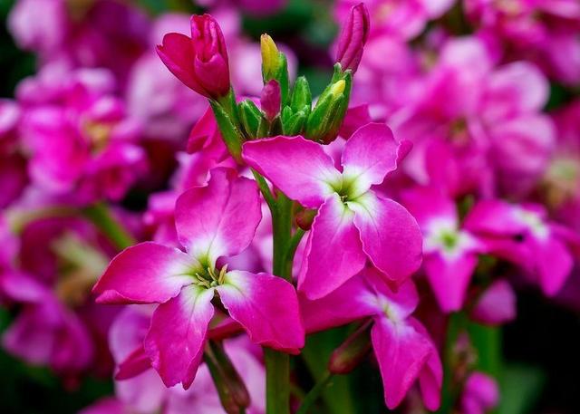 紫罗兰花有几种，好看的紫罗兰品种