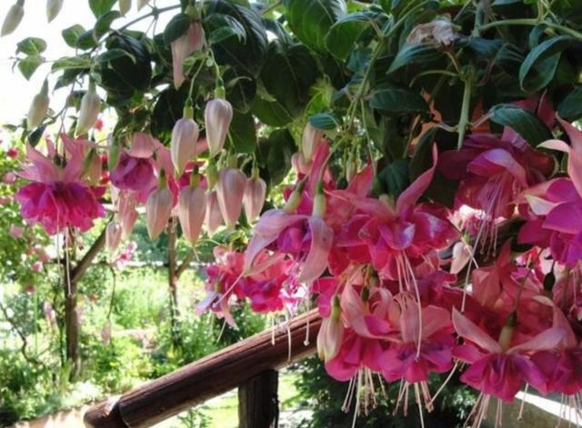 耐阴最好养的花卉，这30种耐阴花