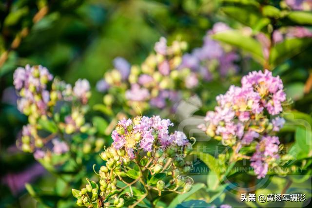 花图片大全大图 清新,花图片大全鲜花真实