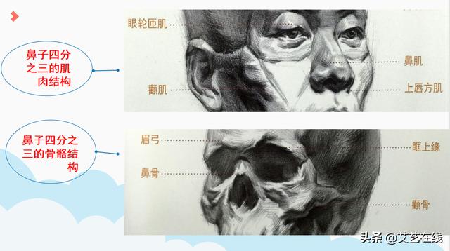 素描人物五官入门教程，素描人像五官-鼻子结构及作画步骤解析