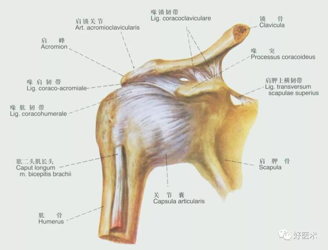 韧带结构图详解，90条韧带的精细解剖