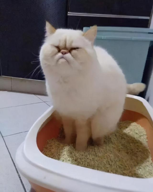 猫咪上火的症状，幼猫上火是什么症状（不用慌，教你降火小妙招）
