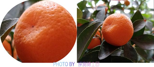 华为畅享9e值得购买吗，华为畅享9e和荣耀play全面评测