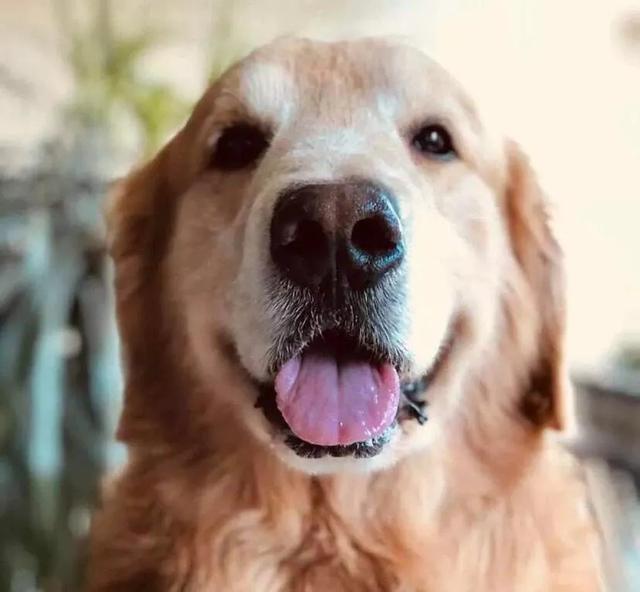 金毛寻回犬电影，不友善的六种小型犬（其他十部关于狗狗的电影）