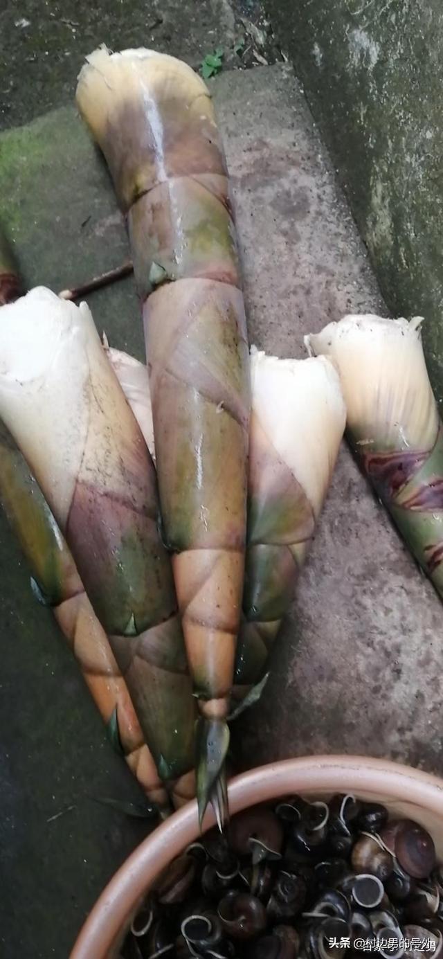 广西泡酸笋的正宗做法，广西的酸笋其实是这样泡的