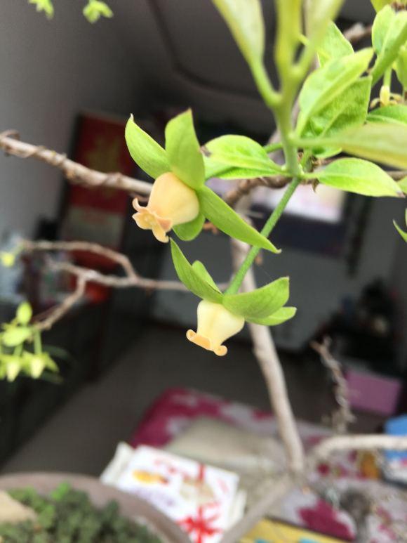 金弹子开花期间怎样管理，金弹子开花期间如何管理（金弹子进入花期）