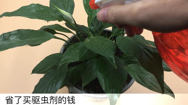 大蒜如何加速发芽，促使大蒜快速发芽