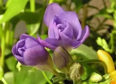 花语代表治愈的花，100种花的花语养养眼