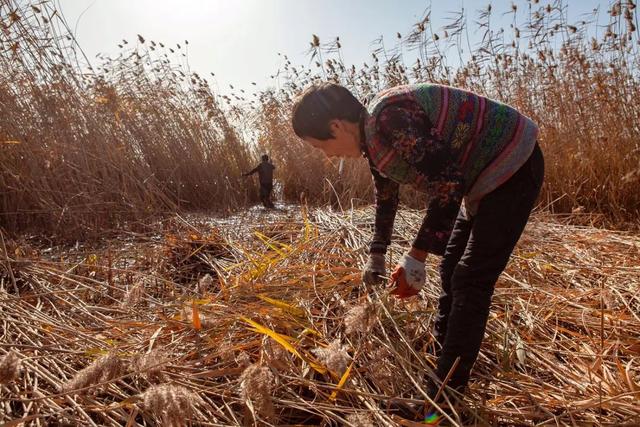 白洋淀冬天的生活，只有60来岁的人才会做……