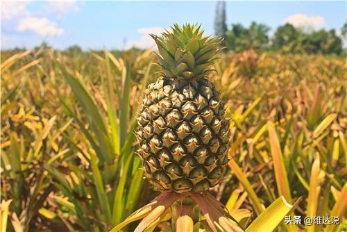 为什么叫菠萝蜜因为菠萝有秘密，水果菠萝菠萝蜜与佛经波若波罗蜜