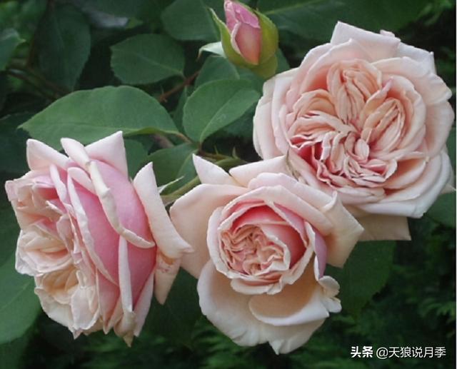 颜值高花期长的月季，七种优秀盆栽月季