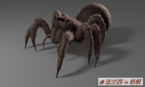 蚂蚁跟蜘蛛是昆虫吗，你能分辨吗这是蚂蚁