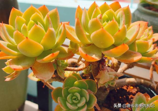 多肉丝绸面纱秋天的养护，怪不得追捧的花友越来越多