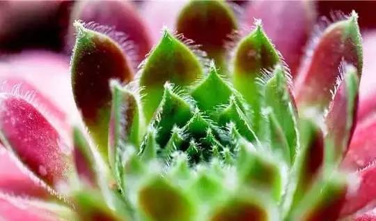 观音莲怎么繁殖，观音莲的繁殖养护（早春养观音莲）