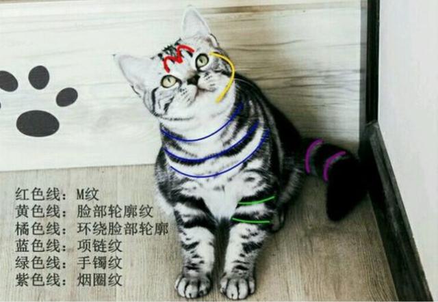 美短虎斑加白小时候，宠物知识银色标斑