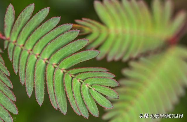 世界上十大奇异的植物，地球上最珍稀的20种植物