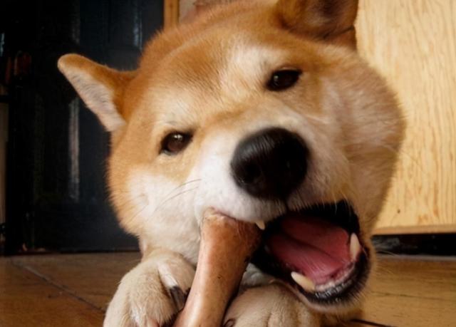 狗狗可以吃藕吗，狗狗喂食的5大禁忌