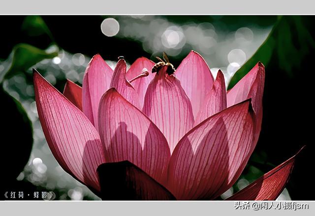 小景深效果花卉摄影技巧，花卉摄影如何拍出质感