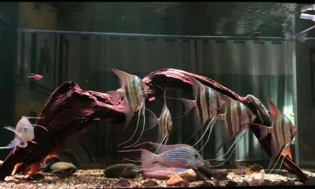 神仙鱼的习性和饲养，神仙鱼，你们认识吗