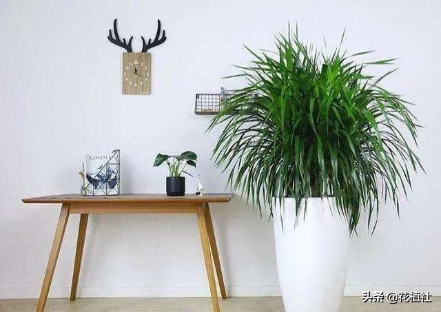 适合家里养的绿植，最好养的家中绿植（6种旺家的绿植优选）