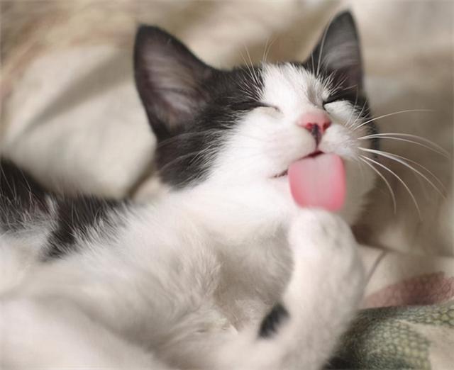 猫咪舔主人的手，猫咪舔舐常见的6个含义（猫咪舔人手表示什么）