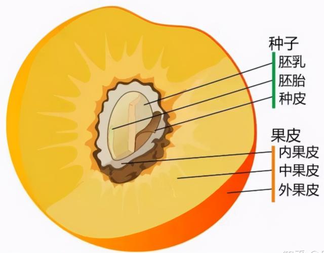 红色水果大全30种，常见的30种水果