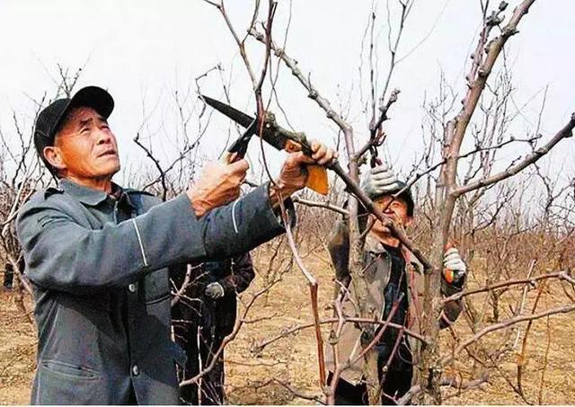 苹果树修剪口诀，果树剪枝顺口溜大全（果树修剪口诀）