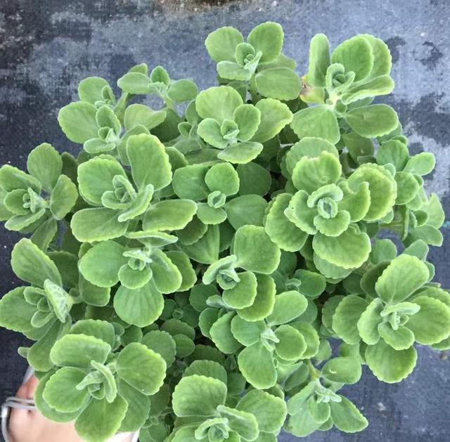 让人痒痒的植物，能让人手有留香的植物