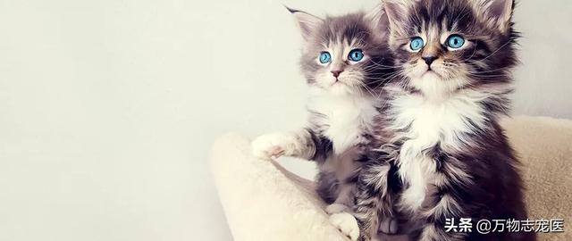 猫的品种有哪些，猫咪品种大全介绍各种品种的猫（那些常见的猫咪品种大盘点）