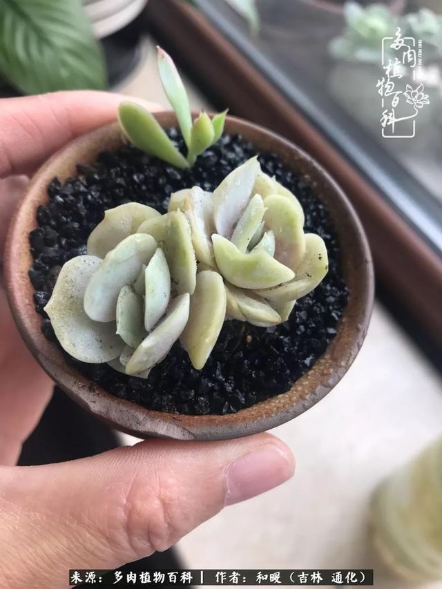 买肉，买肉的正确方法和注意事项