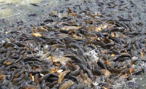 澳大利亚有些什么特产值得买，你不知道的国家冷知识