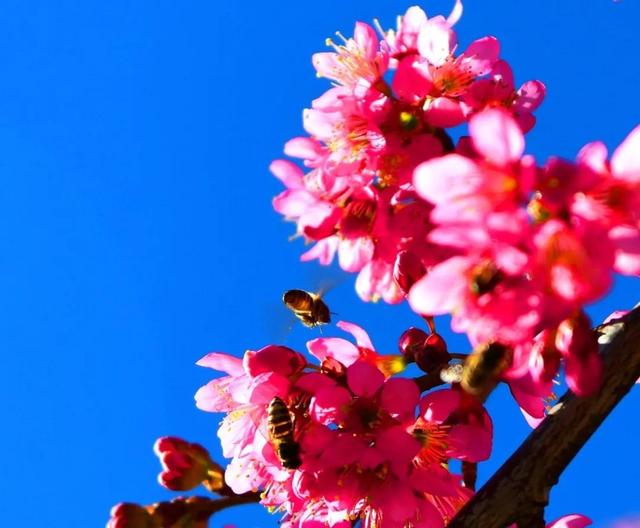 樱花盛开四季如春，冬樱花热闹开放