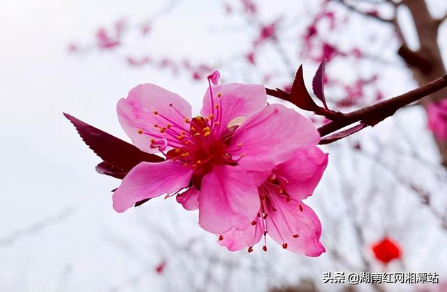 长沙周边赏桃花好去处，湘潭县桃花竞相开放