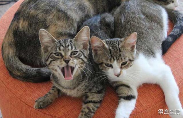 猫咪智商排行榜前100名，猫咪智商排行榜