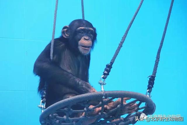 动物的过冬方式，三种小动物过冬方式（躺“棉垫”……看它们如何过冬）
