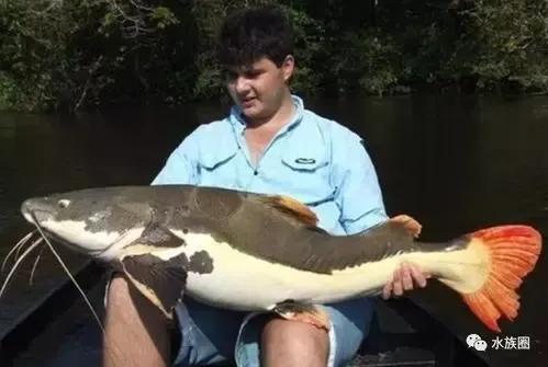 史上最大的淡水鱼类，湄公河捕获600斤黄貂鱼