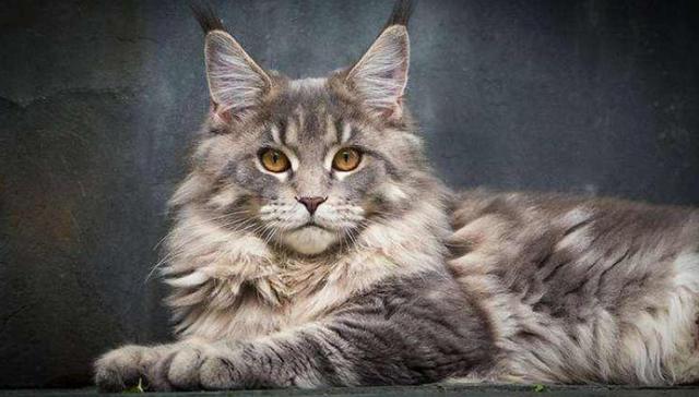 世界上有几种特别的猫，最有灵性的5种猫