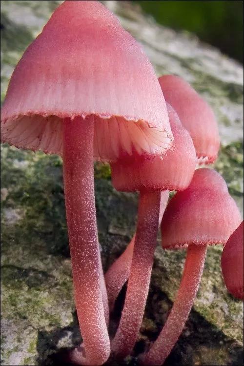 美丽的蘑菇大自然的杰作，草地上各种各样的蘑菇