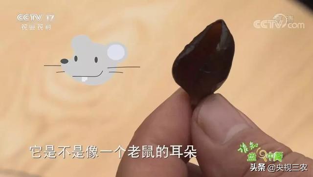 木耳食用的注意事项，黑木耳泡发不当或有生命危险