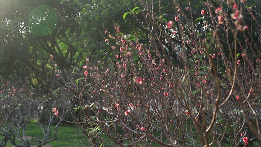 深圳游玩攻略必去的地方免费，7个遛娃好去处全免费