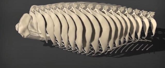 龟壳，龟壳知识大全集