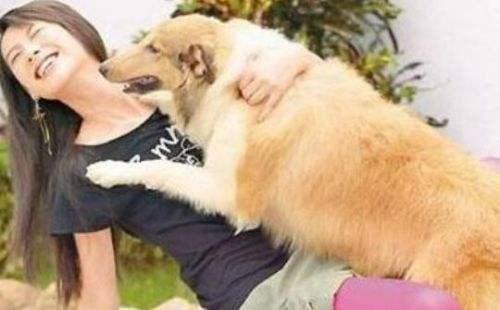 狗狗经常学狼叫是怎么回事，狗狗忽然学狼叫