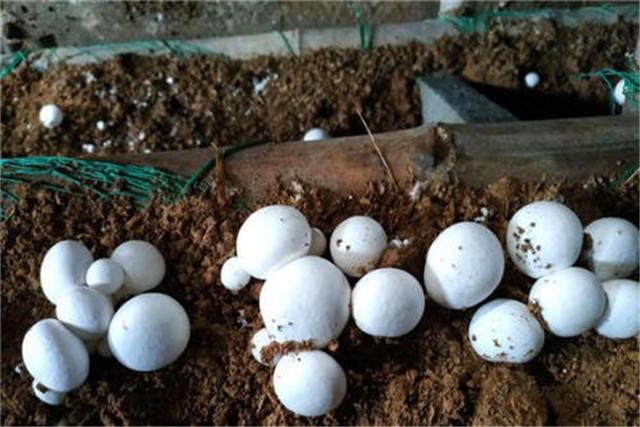 菌菇的栽培技术，蘑菇高效优质栽培技术要点