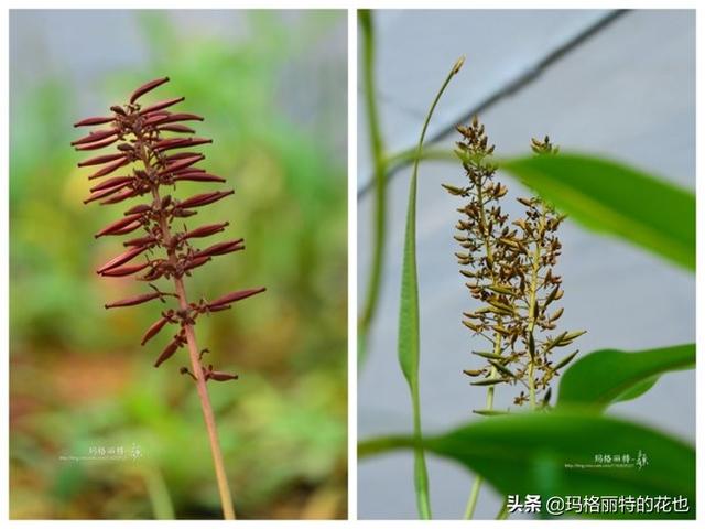 通向死亡的甜蜜诱惑，什么猪笼草是最好养（大量吸食它，可致人瘫痪、死亡）