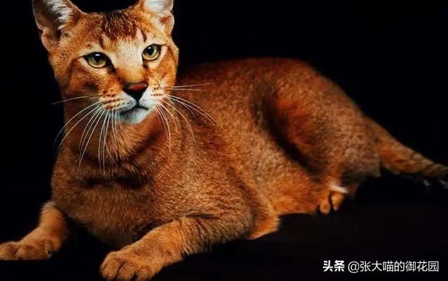 世界上十种凶猛猫咪品种排行榜，盘点十大最傻的猫咪品种