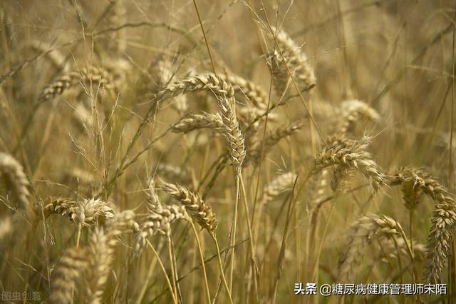 大麦糖尿病(大麦与糖尿病)