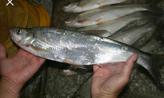 翘嘴的四种钓法，独家秘法钓翘嘴鲌