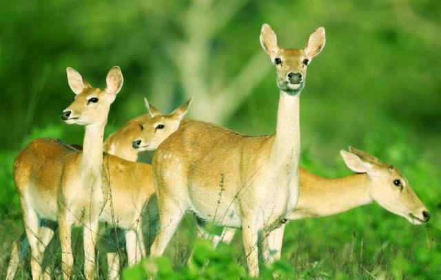 鹿喜欢吃什么蔬菜，为什么吃鹿肉的人却很少