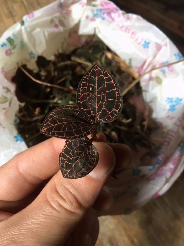 野生与种植的金线莲功效区别，金线莲栽培品和金线莲野生品的区别秘密
