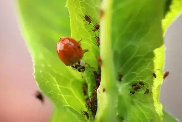 益虫和害虫有哪些，益虫哪些是害虫（盘点十大最常见到的益虫）